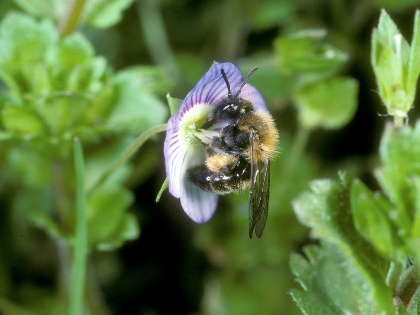 Pestizide 5 22 Andrena Bicolor AK