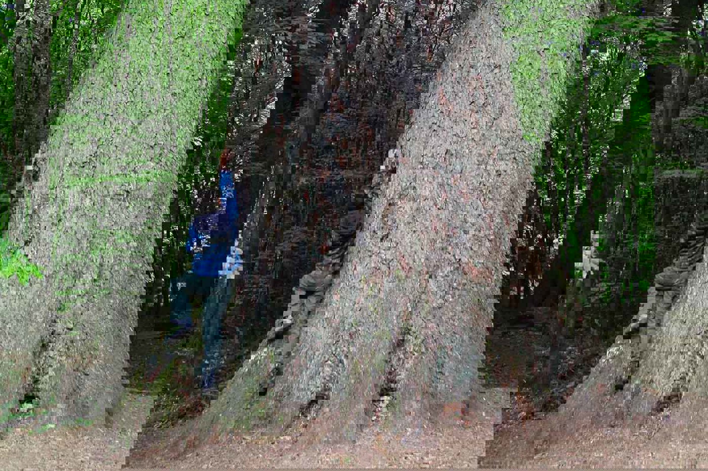 Nicht nur alte Bestände, auch einzelne Uraltbäume haben für die Artenvielfalt in Bergmischwäldern eine hohe Bedeutung. An der rund 600 Jahre alten  Watzliktanne im Nationalpark Bayerischer Wald konnten an einem einzigen Tag insgesamt 2159 Tiere von 263 Arten nachgewiesen werden. © Christoph Moning