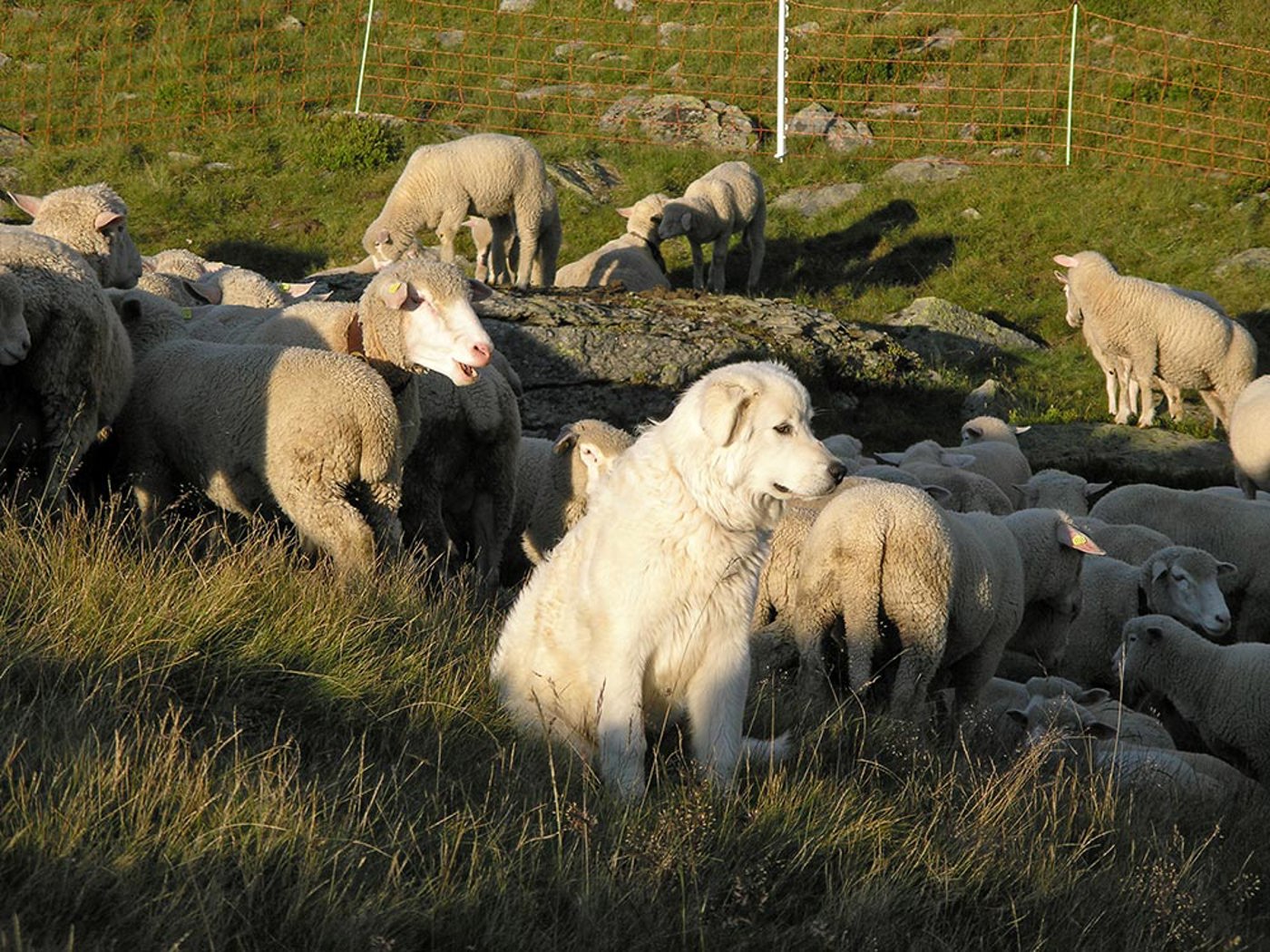 Photos Sommer2006091