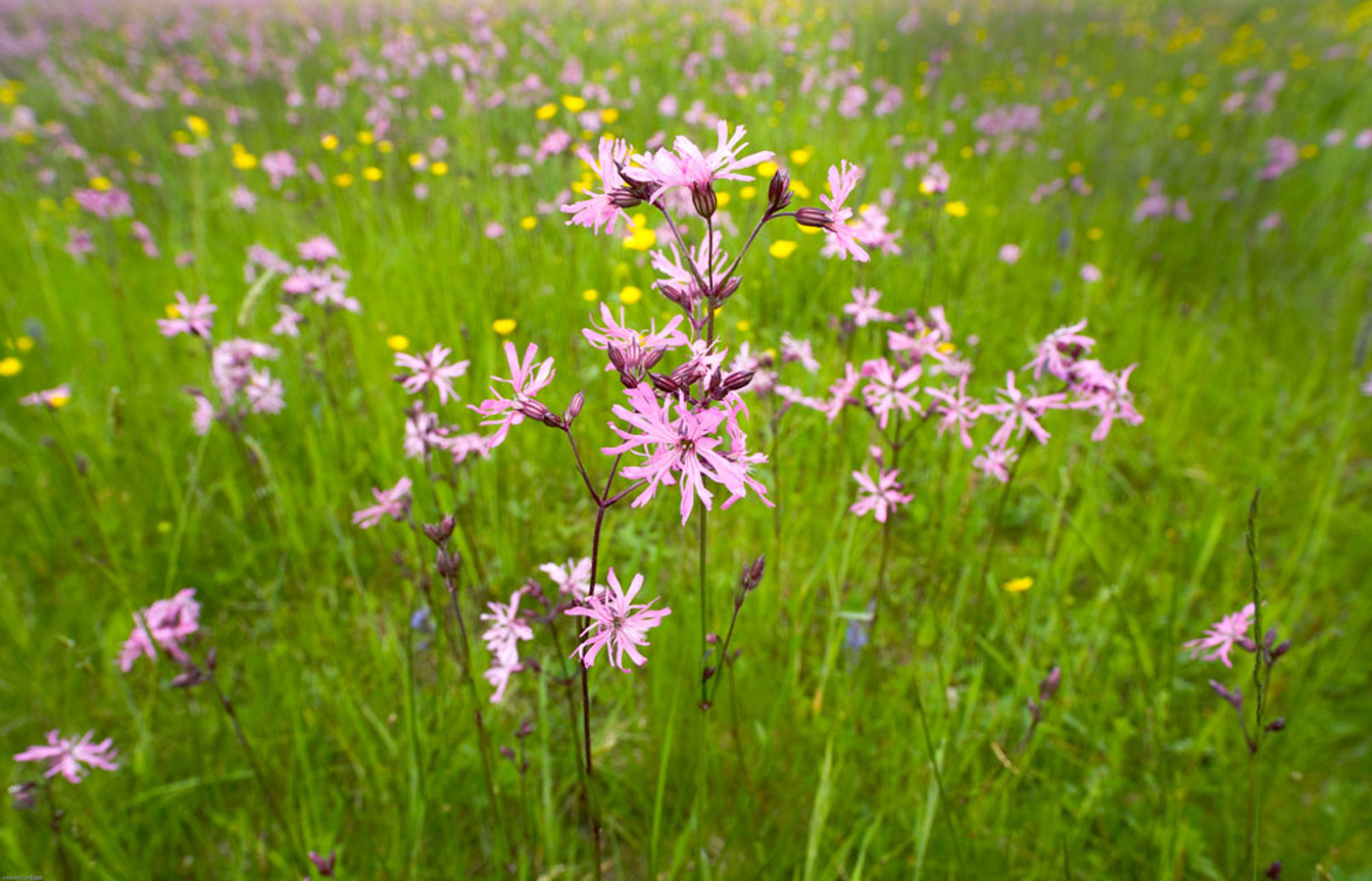 Kuckucks Lichtnelken Scheuber