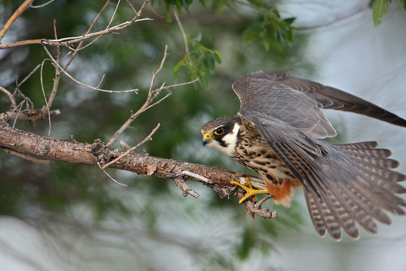 Dieser Baumfalke präsentiert perfekt die typischen Artmerkmale: die rostroten Hosen und den schwarzen Backenstreif. © Torsten Pröhl / fokus-natur.de