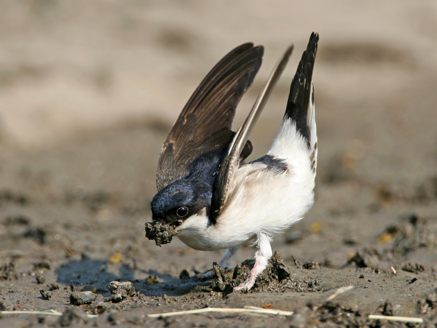 Mehlschwalbe Mathias Schaef