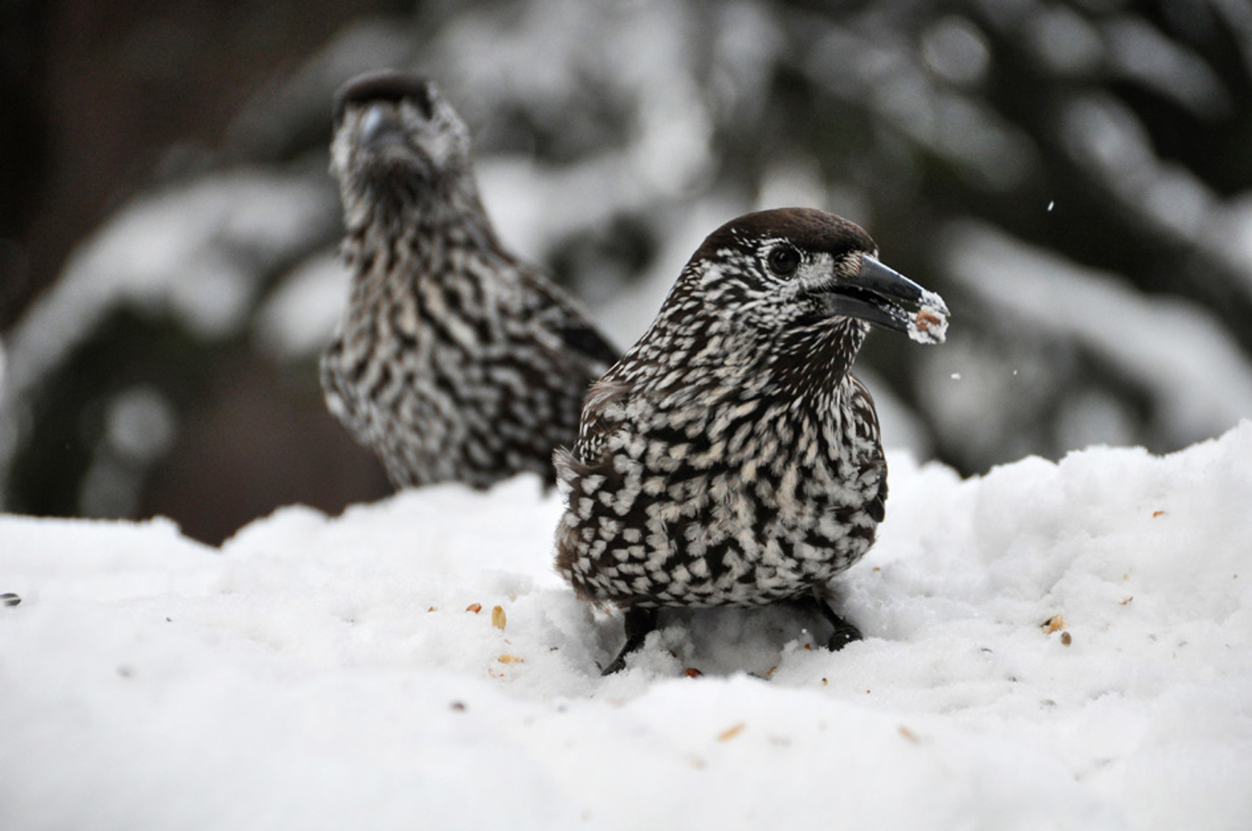 Tannenhaenger Schnee