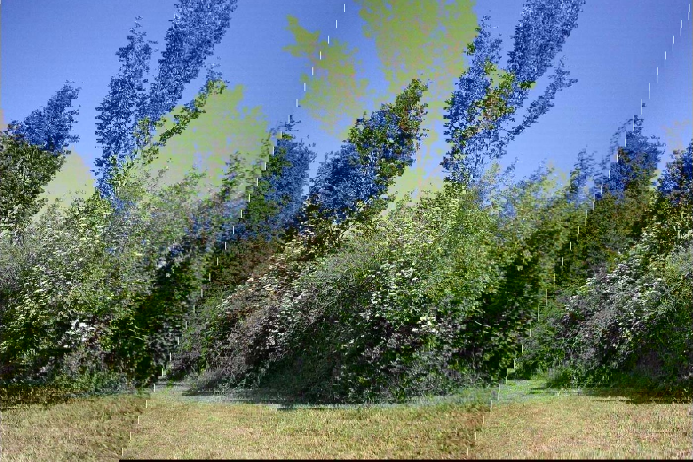 In artenreichen Hecken gibt es von März bis Juni durchgehend blühende Sträucher, die den Bienen und anderen Insekten Nektar liefern. © Franz Xaver Kaufmann