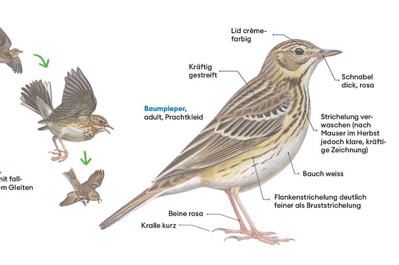 © François Desbordes