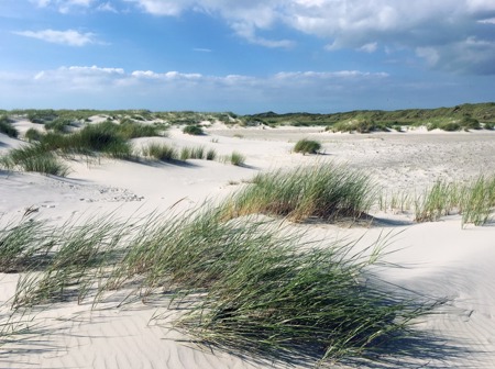 Wind. Sand. Dünen. Vögel