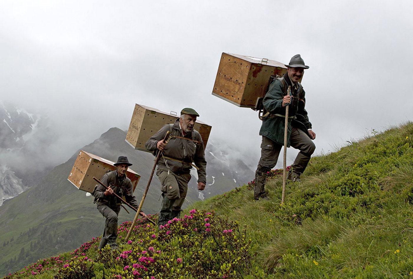 Bartgeier Auswilderung Claudiogotsch Bartgeierauswilderung