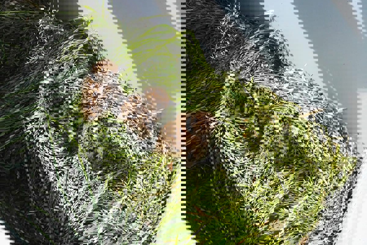 Küken In Kiste @ Stiftung FW(1)