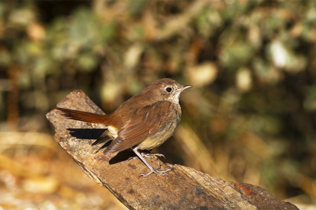 ZV Nachtigall FLPA 03034 00123 156