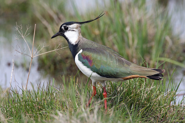 Kiebitz Male Wassmer