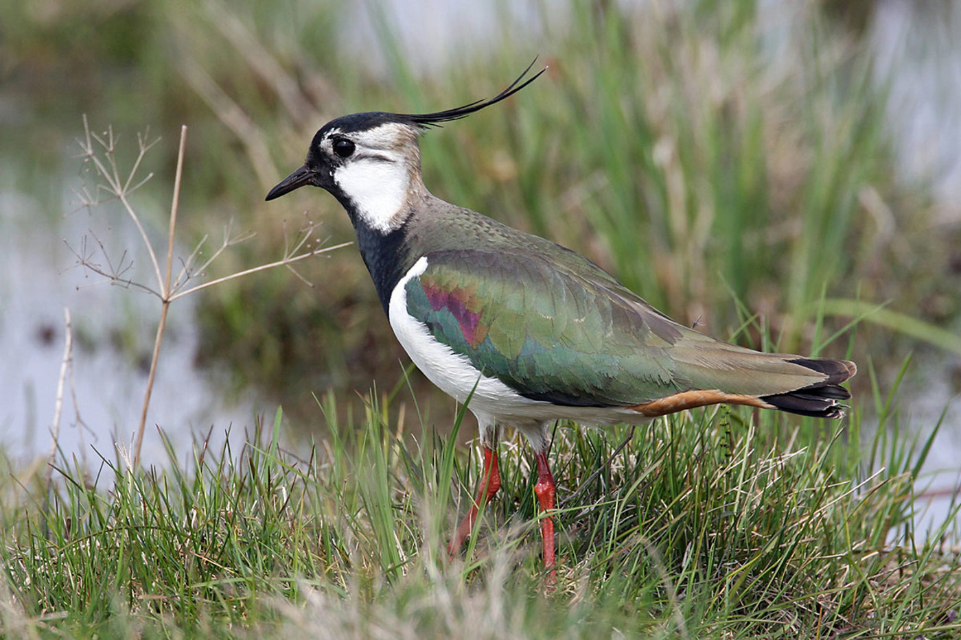 Mehrere Kiebitz-Kolonien wachsen dank Fördermassnahmen wieder an. Doch die Arbeit zugunsten des schillernden Vogels geht noch lange nicht aus. © Stefan Wassmer