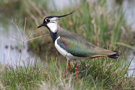 Grosseinsatz lohnt sich