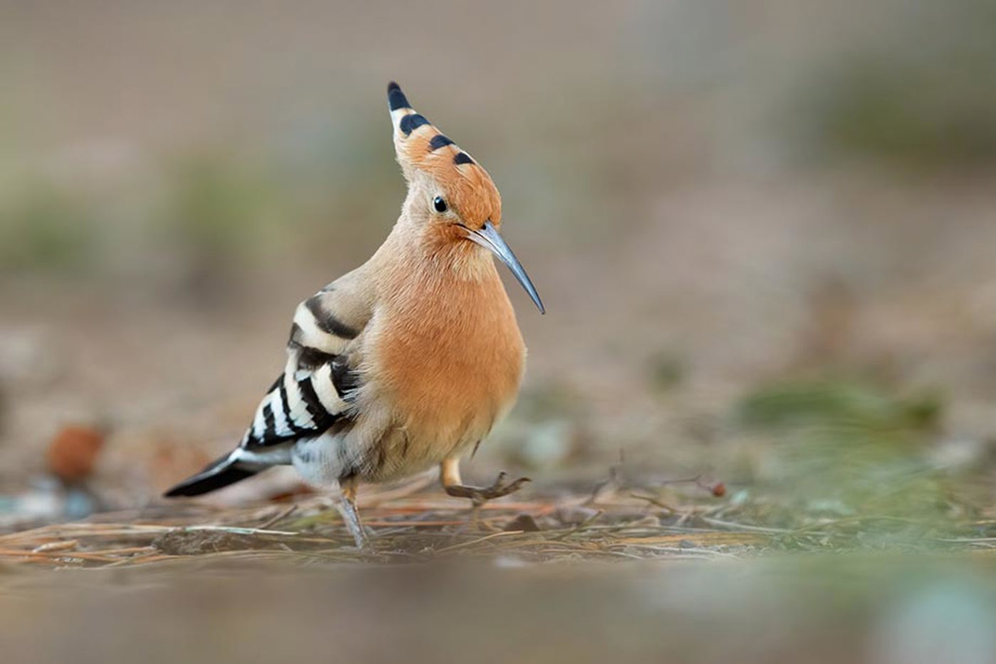 Wiedehopf. © Fabian Fopp