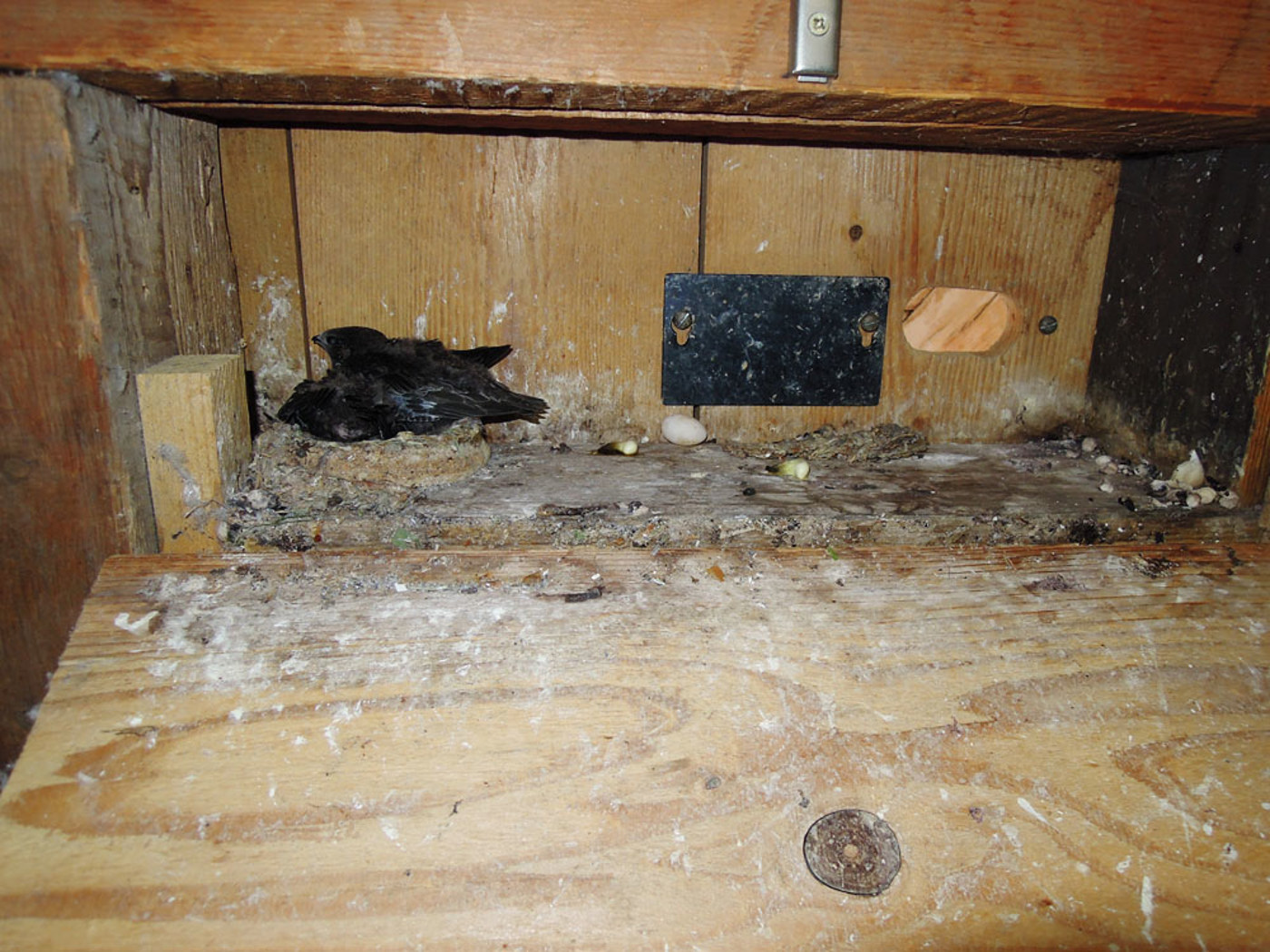 Wasen Junge DSCN1349