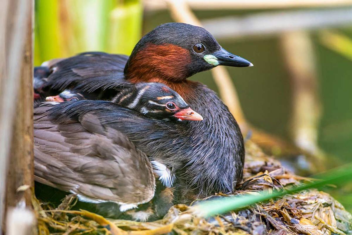 Mauritius Images 13062440