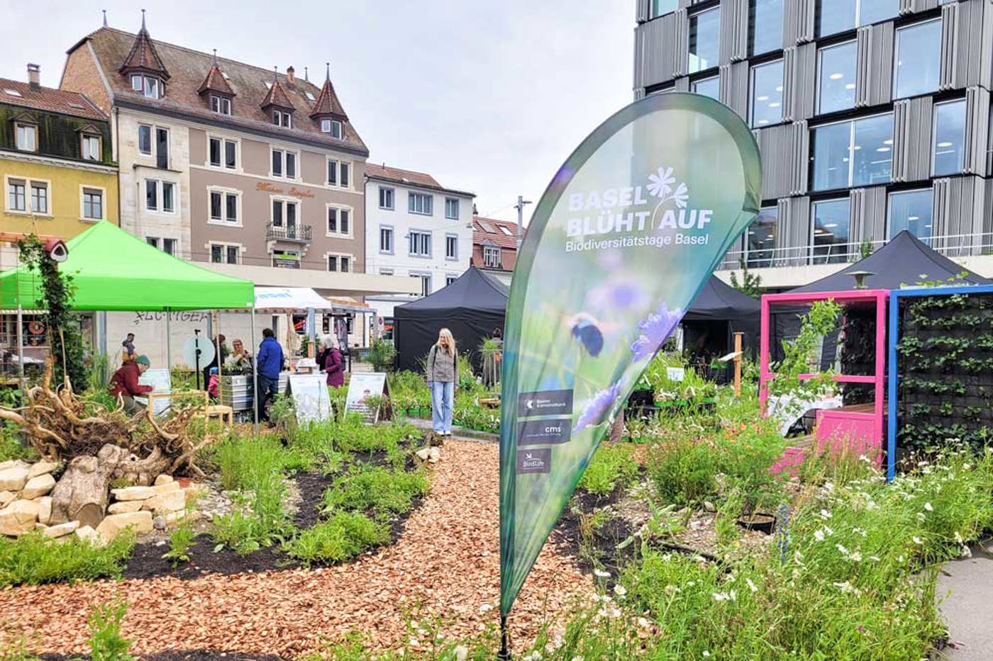 BirdLife Schweiz und die BKB engagieren sich seit 2023 im Rahmen der Initiative «Basel blüht auf» für mehr Biodiversität in Basel. Die Christoph Merian Stiftung (CMS) ist neu als Hauptpartnerin dabei. © BKB